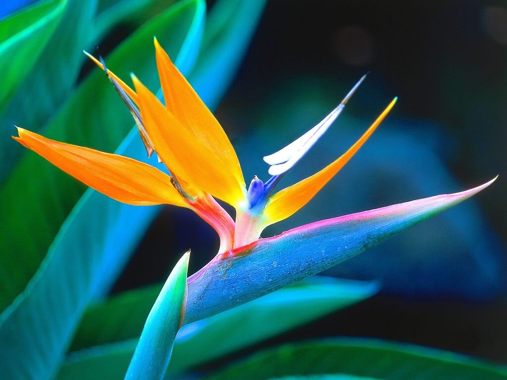 Bird Of Paradise Flower Pictures Meanings