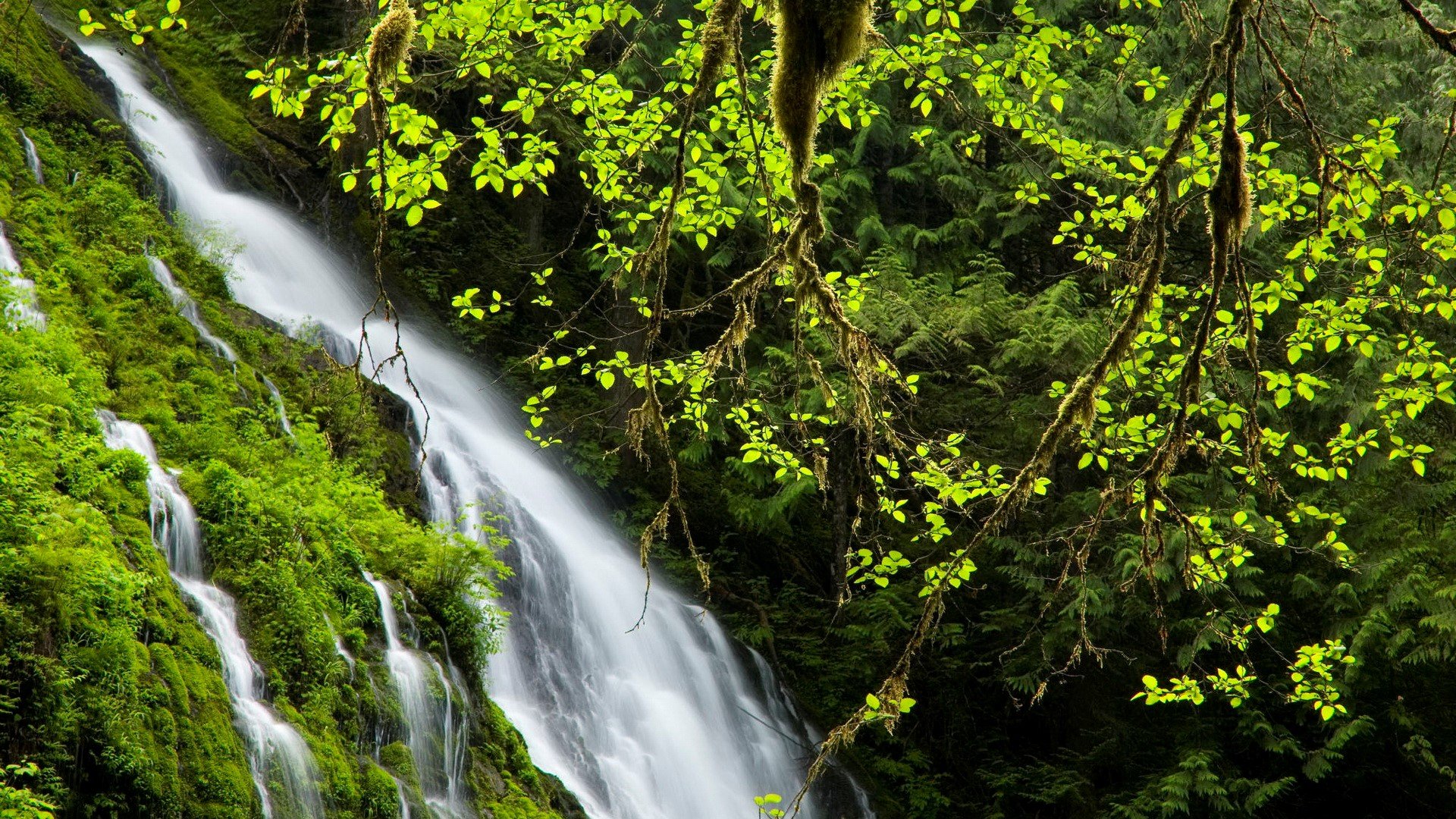 Nice HD Waterfall in Green Jungle Wallpaper HD Wallpapers