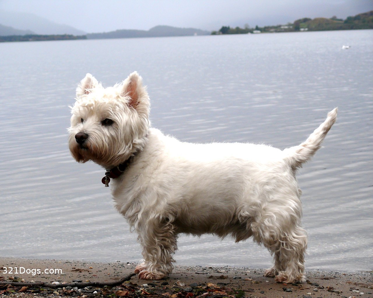 West Highland White Terrier And Jack Russell Westie M5x Eu