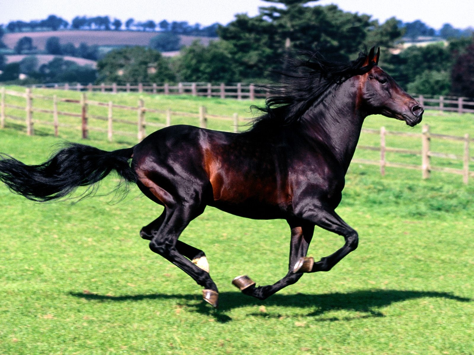 Horse Wallpaper Album Beautiful Racehorse HD