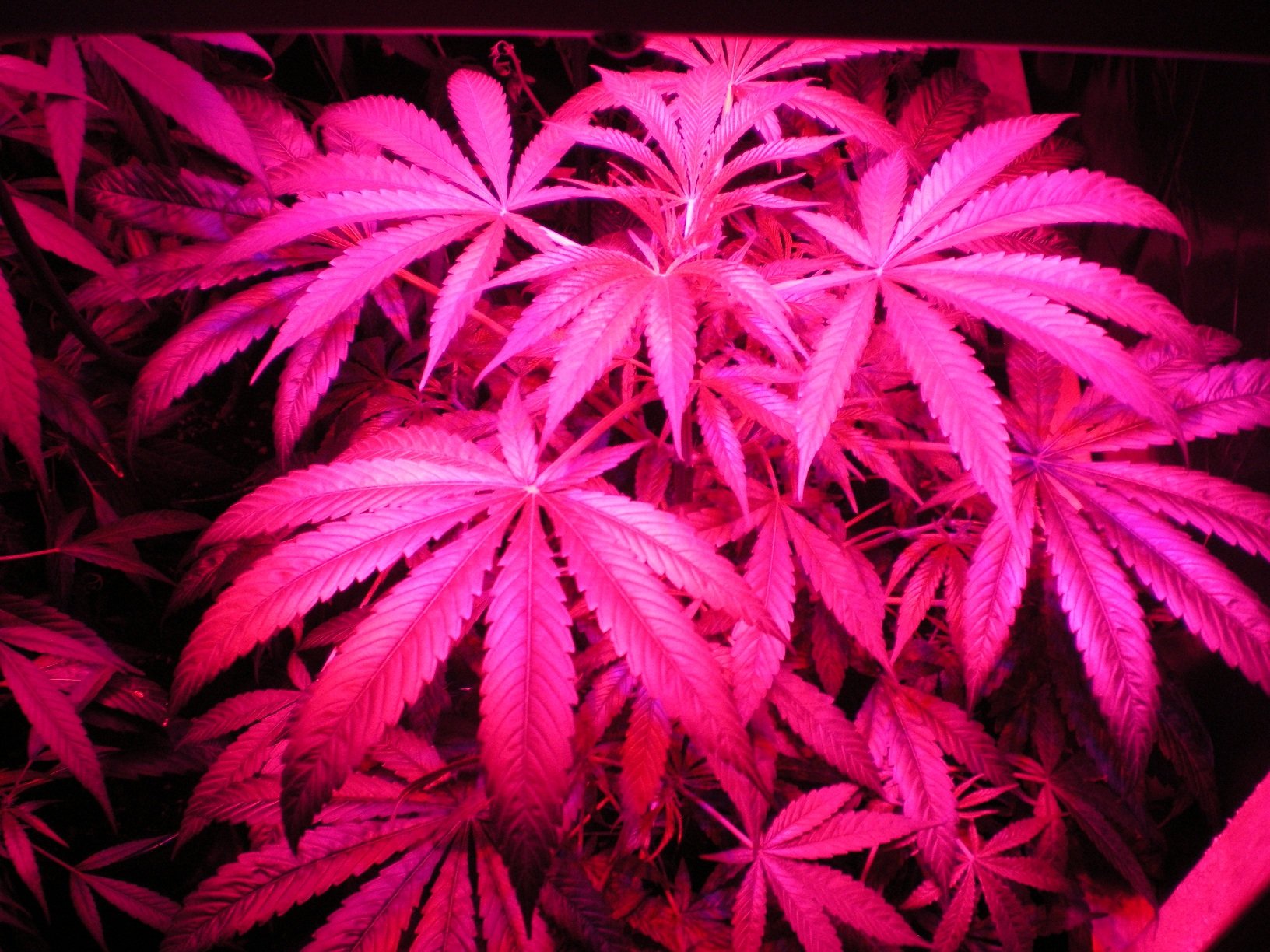 Displaying 14 Images For   Pink Weed Leaf Wallpaper