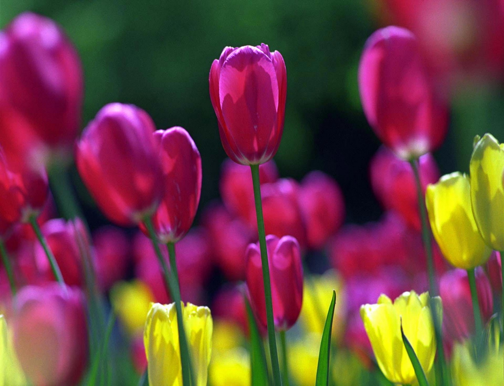 Spring Tulips iPad Mini Wallpaper Flowers Photo