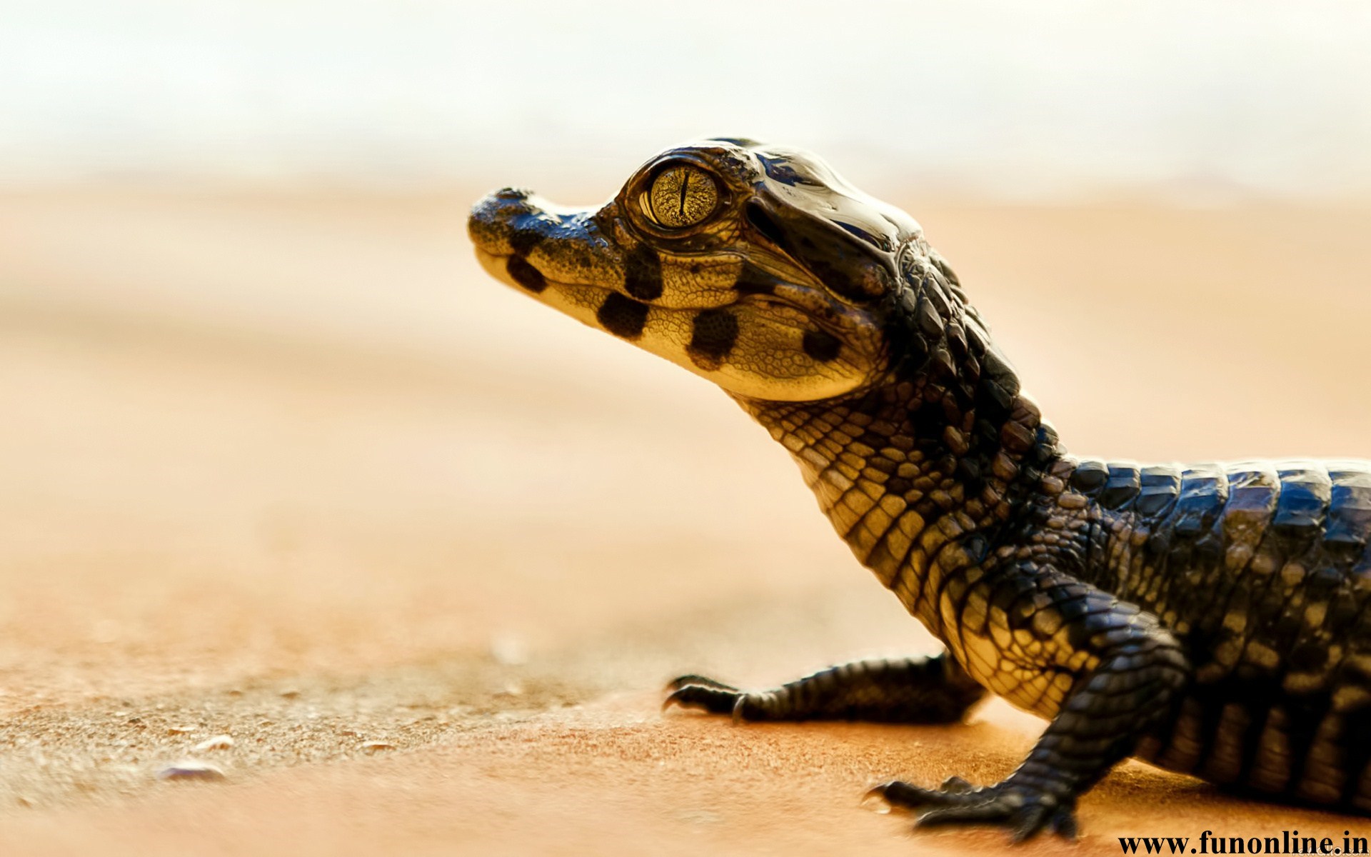 Baby Crocodile Wallpaper Pictures