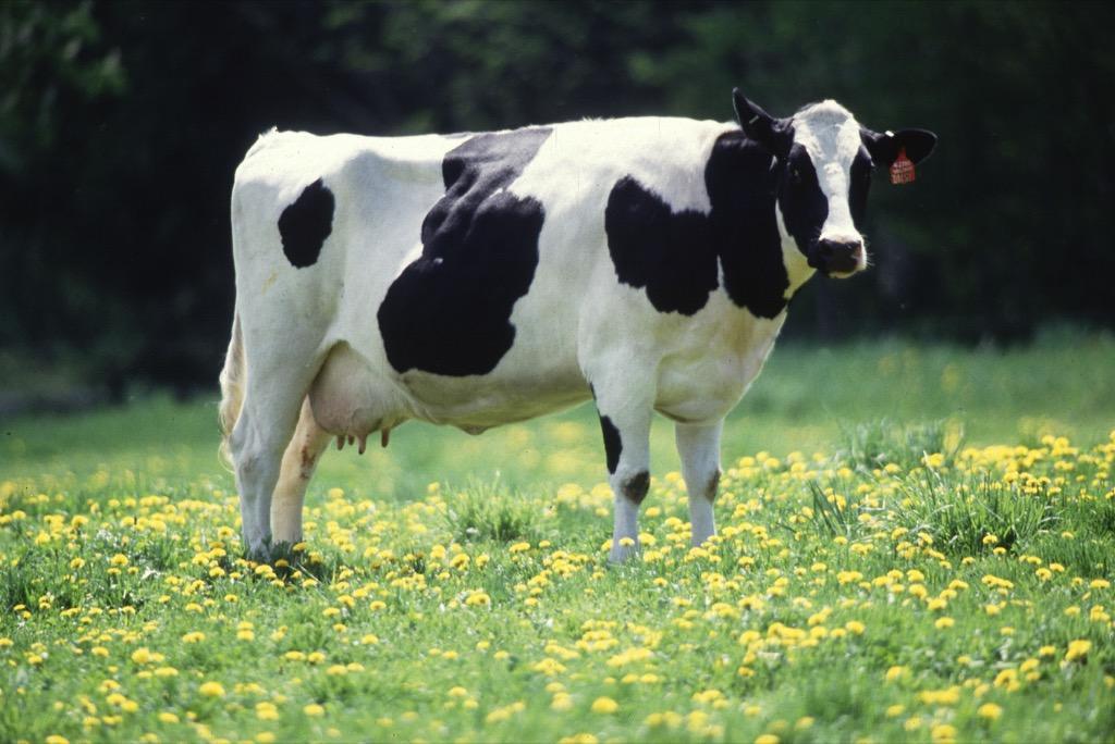 Holstein Cow Wallpaper For Android Apk