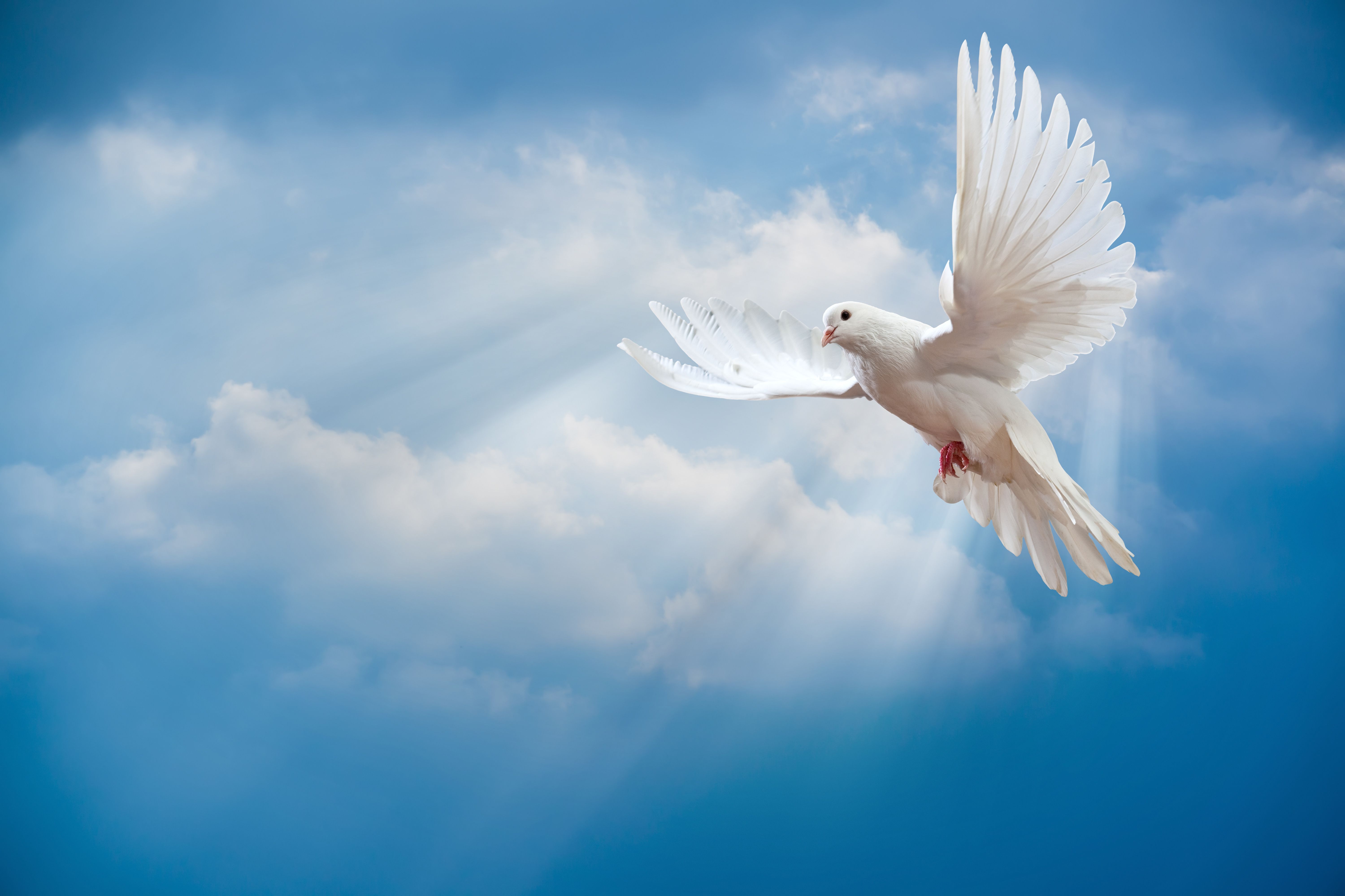 Wallpaper Dove Peace Sky Pigeon White Sunrays