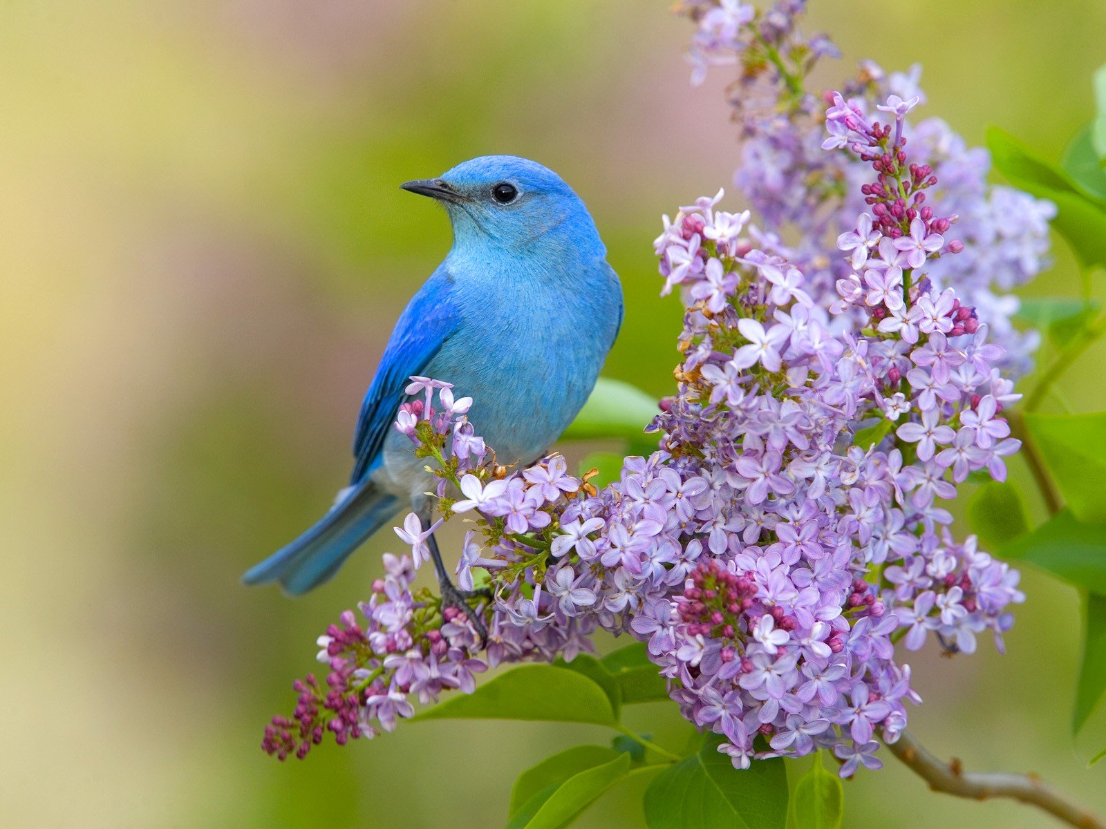 Flowers Birds Lilac Bluebirds Wallpaper