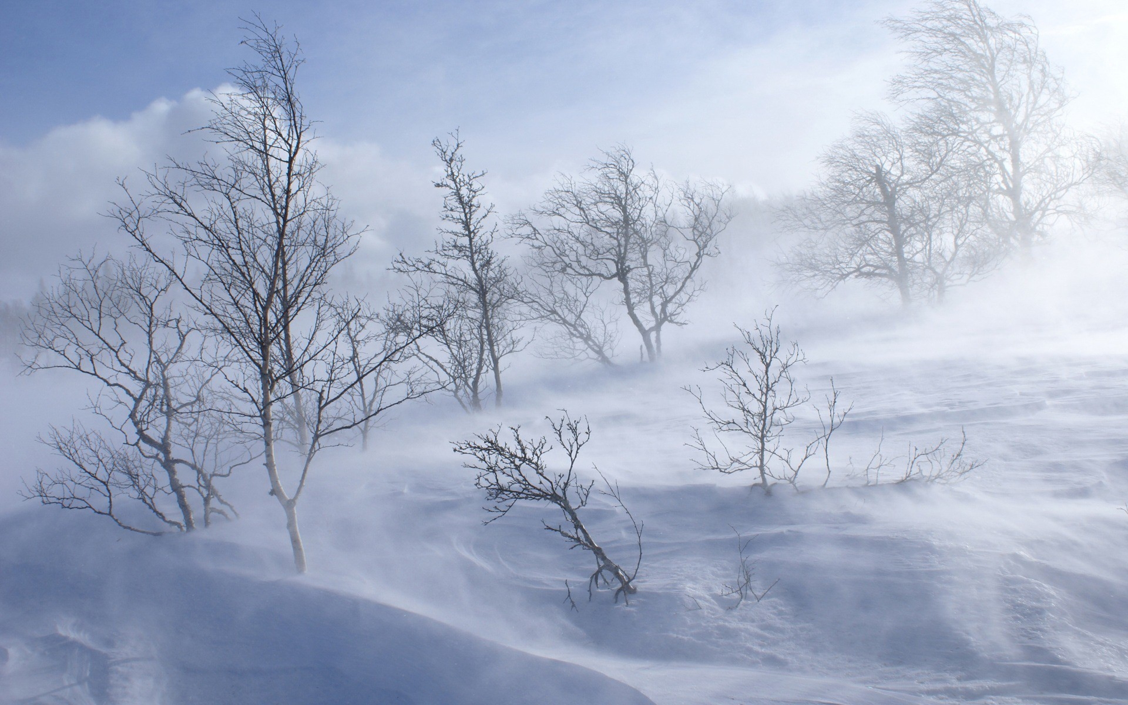 Trees Winter Blizzard Wind Snow Wallpaper Background Ultra HD 4k