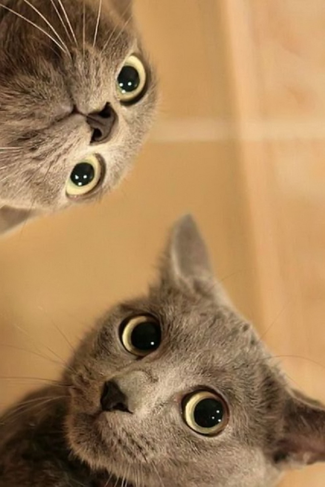 iPhone Background Crazy Cats From Category Funny And Edy Wallpaper