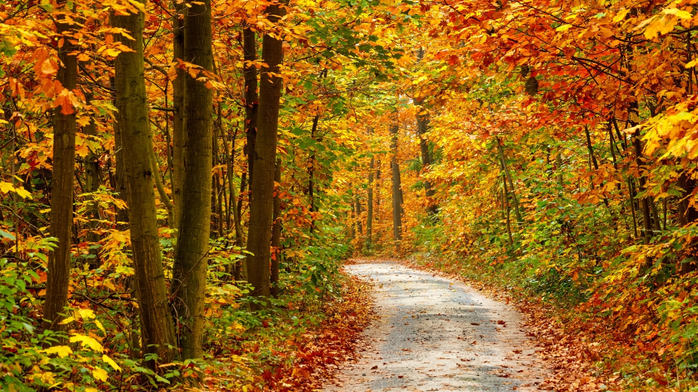 Autumn Forest Landscape Desktop Wallpaper