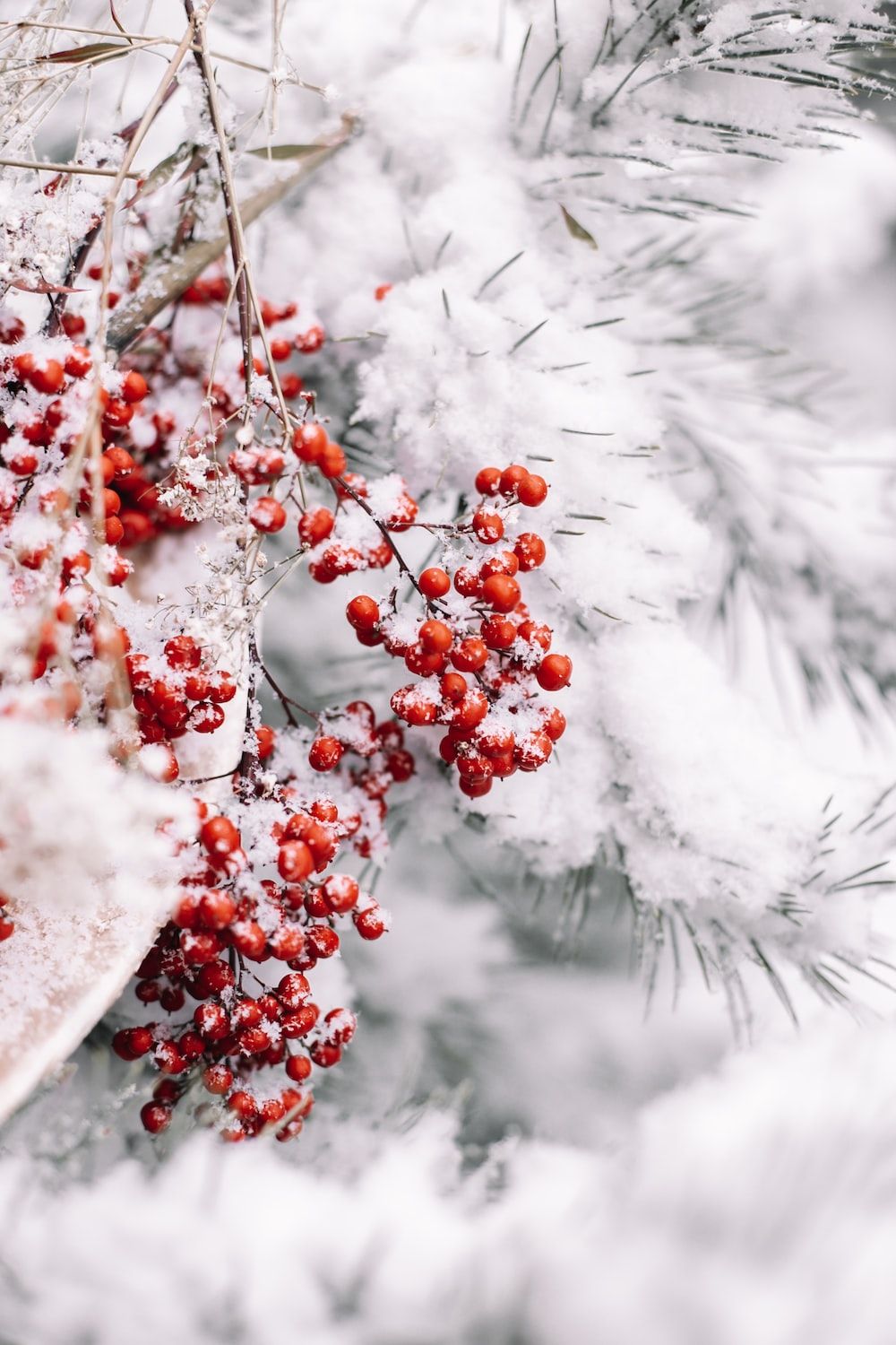 Christmas Snow Wallpaper