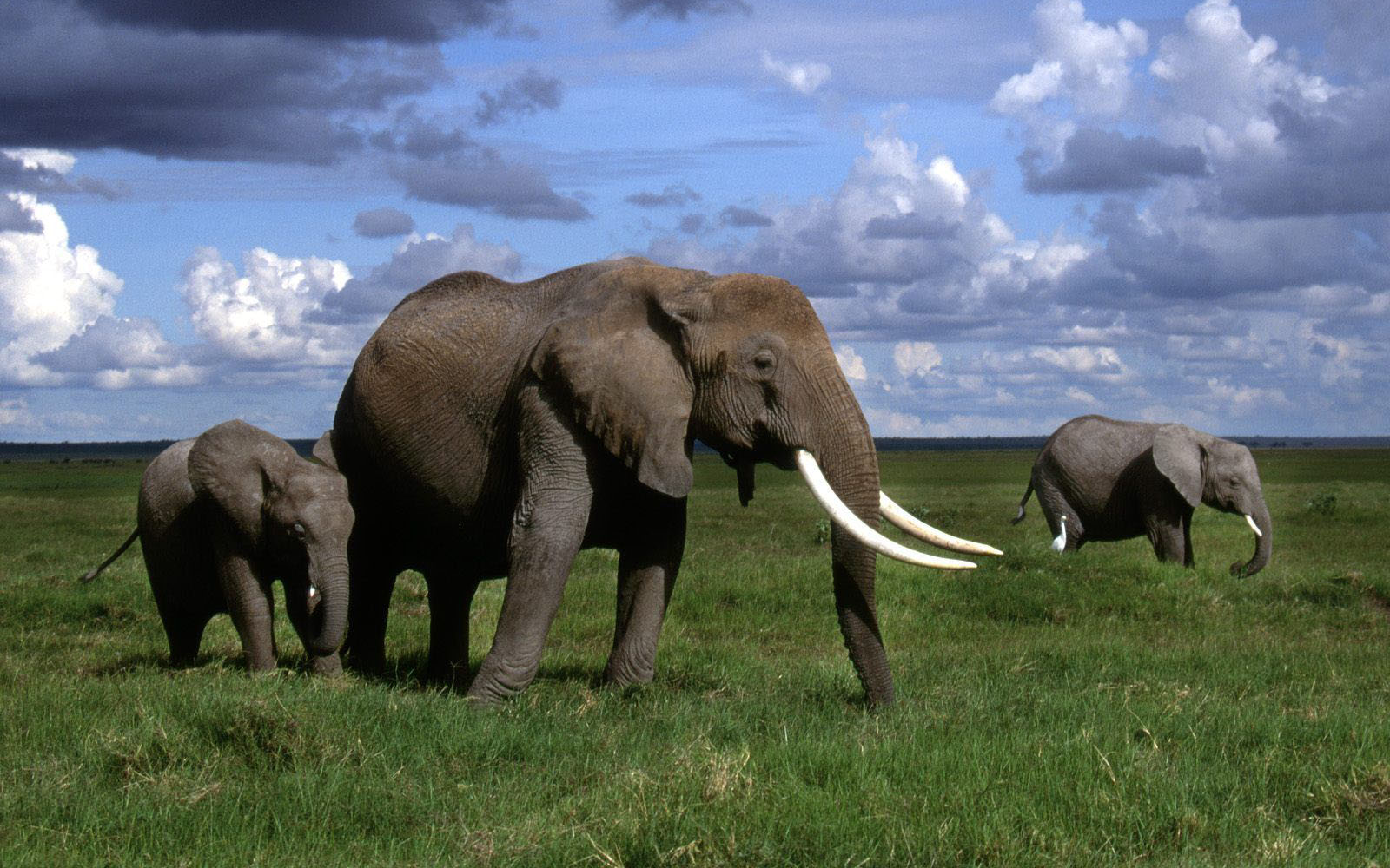 Wallpaper African Elephant Desktop Background