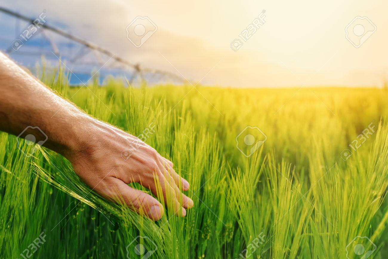 🔥 Free download Crops in field focus on background Stock Photo Dissolve ...