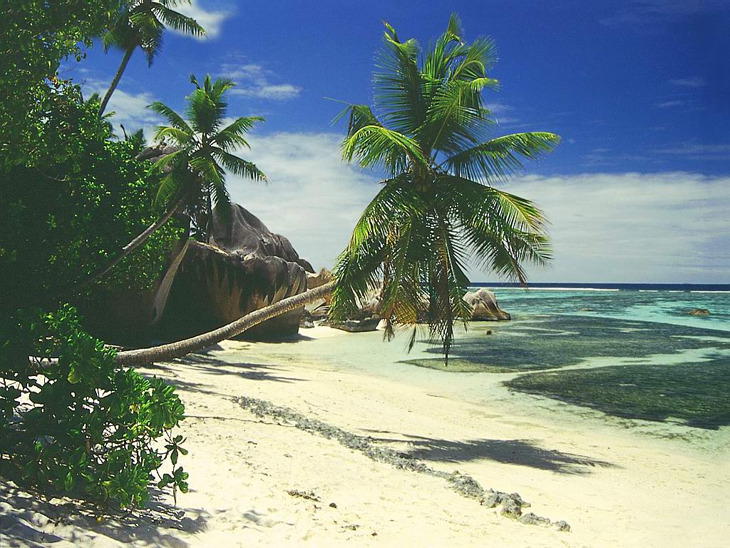Beach Palm Tree Background Hd Wallpaper Pulse