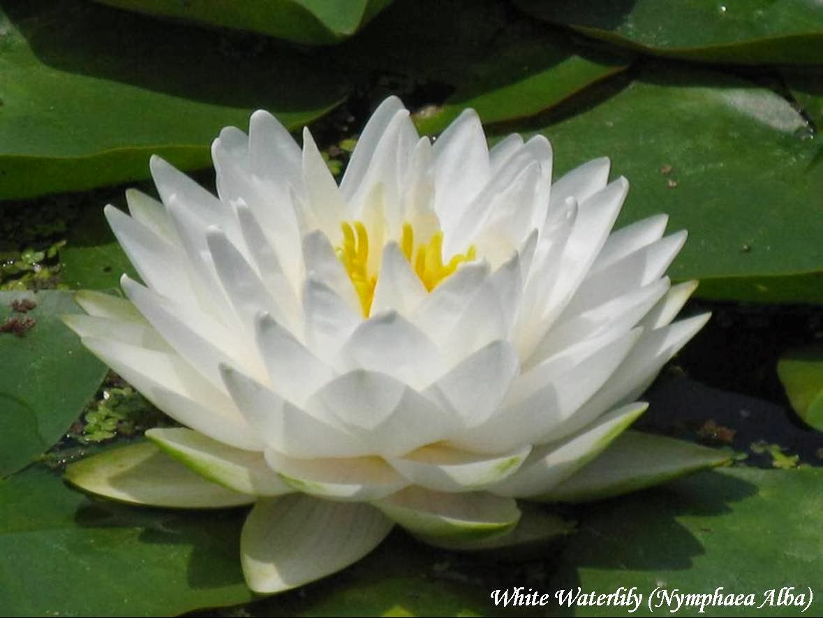 White Lotus Flower Illustration Lights Sparkle Bloom 4K HD Soft Wallpapers   HD Wallpapers  ID 76585