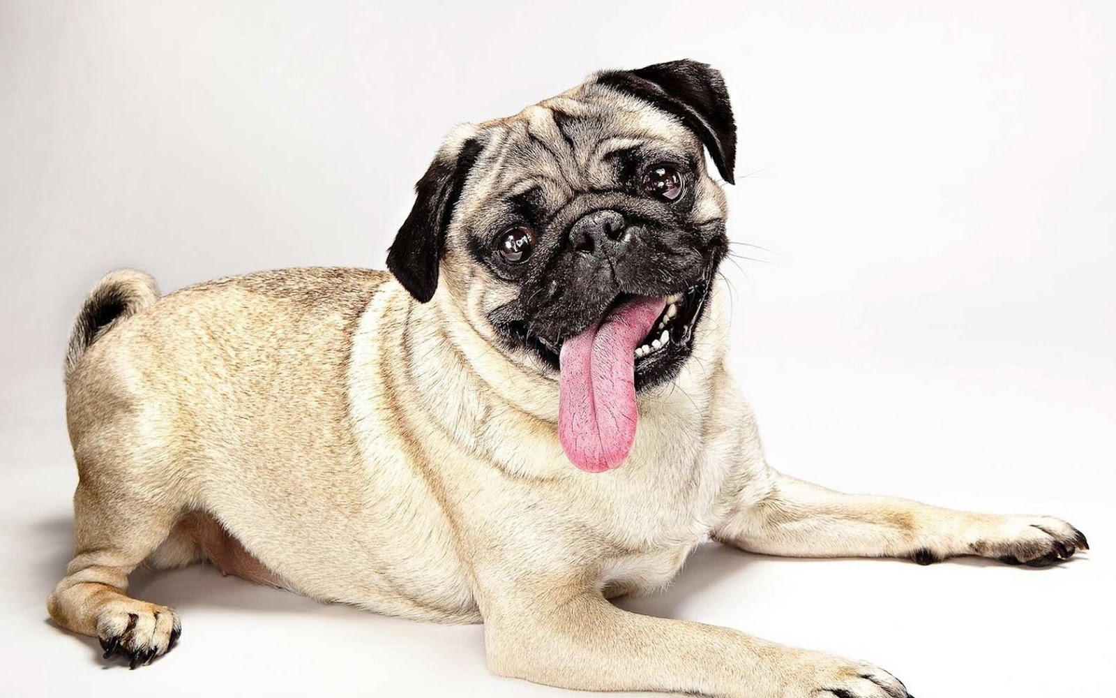 Pug Dog Best HD Wallpaper All About