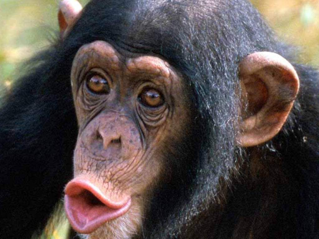 Chimpanzee Wallpaper Jpg