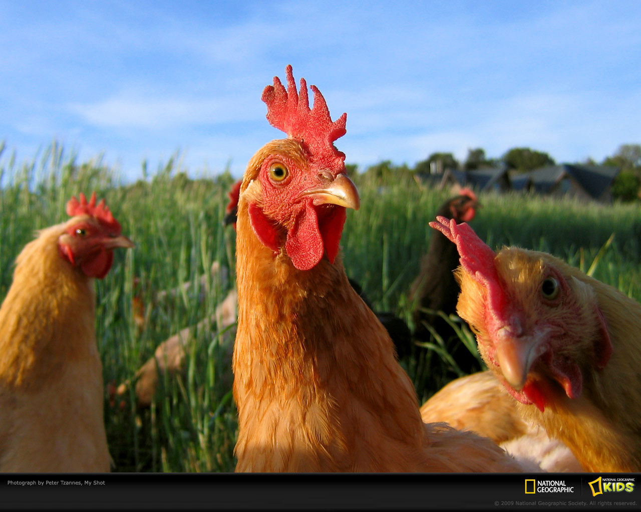Chicken Farm Animals 1280x1024 Wallpapers 1280x1024 Wallpapers