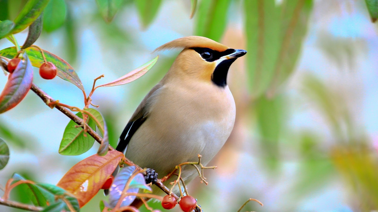 Beautiful Animals Birds Picture Full HD X Wallpaper