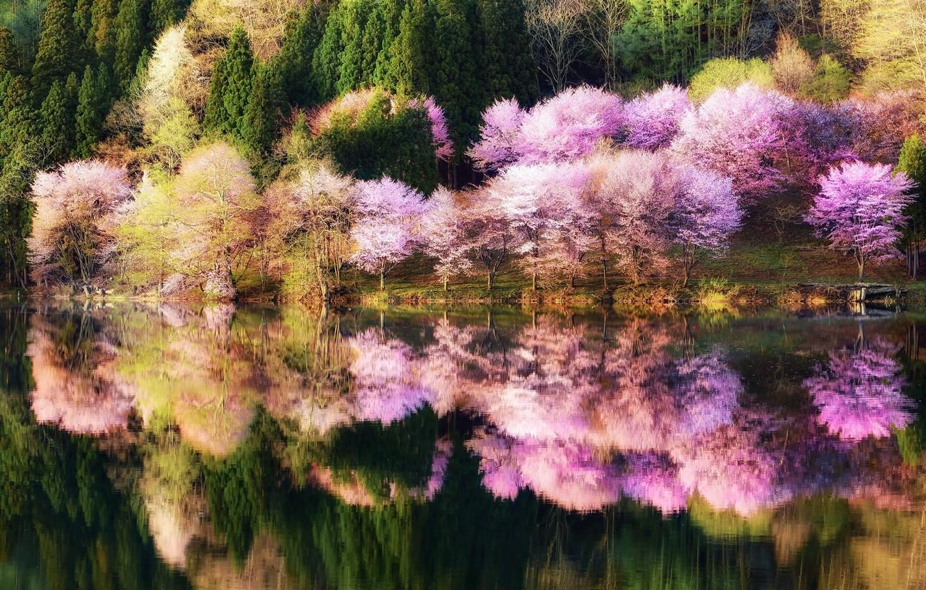 Wallpaper Forest Water Reflection Trees Nature Park Color