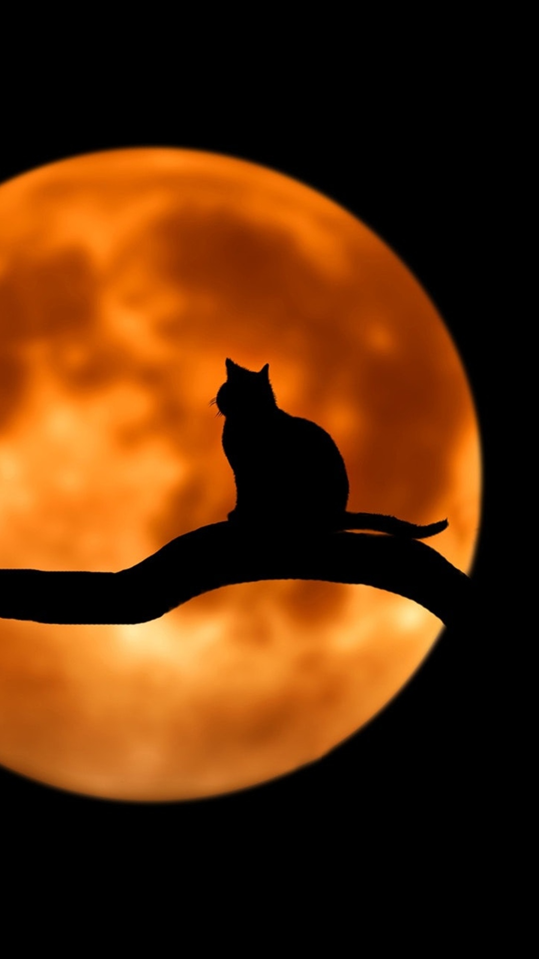 Black Cat and Moon Dark Amoled Huawei P40 Wallpapers Download 1080x1920