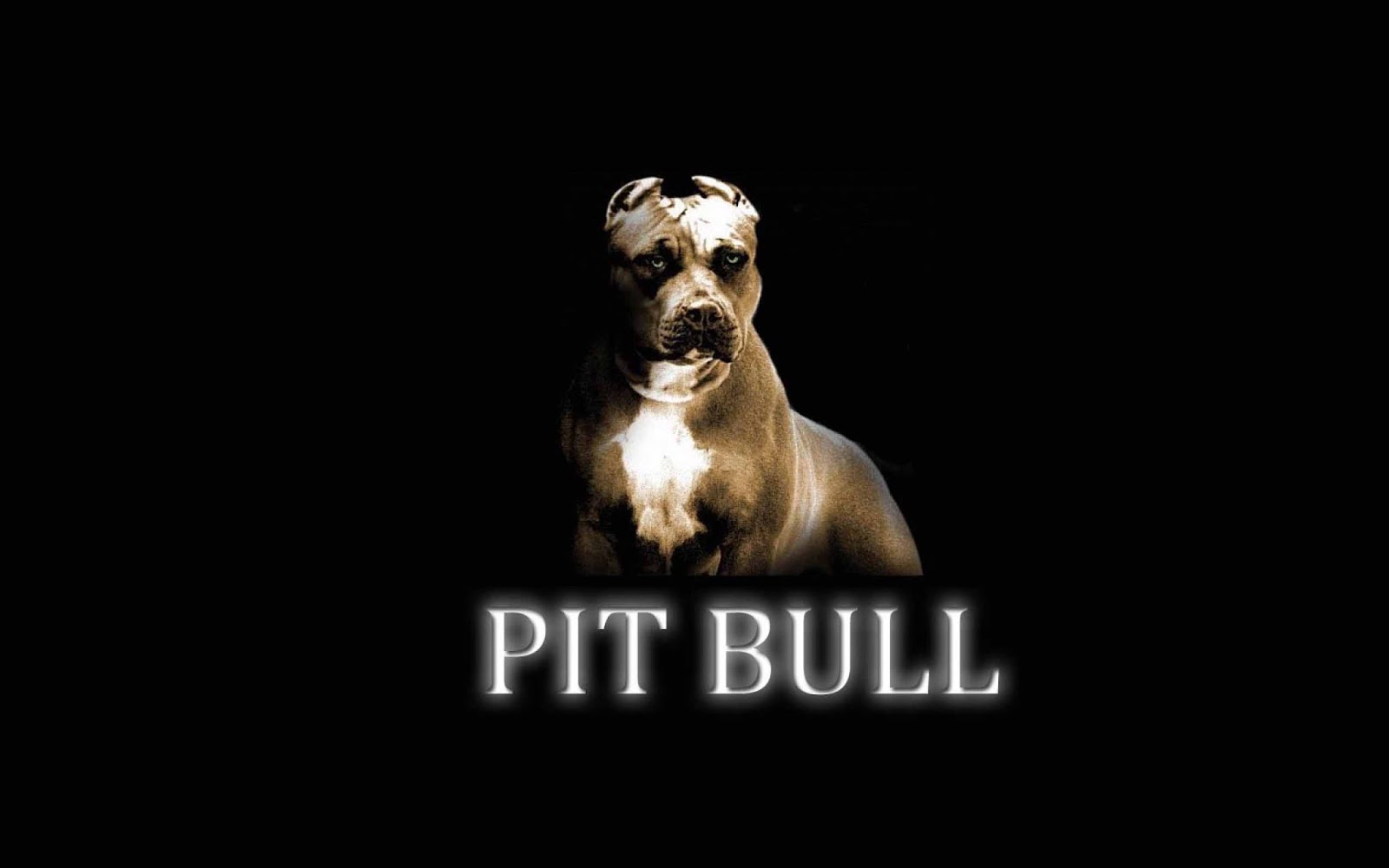 HD Wallpaper Pitbull Dog For