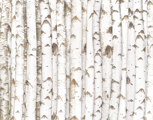 Birch Wall Wallpaper Tree Forest Wood Trunk Pattern
