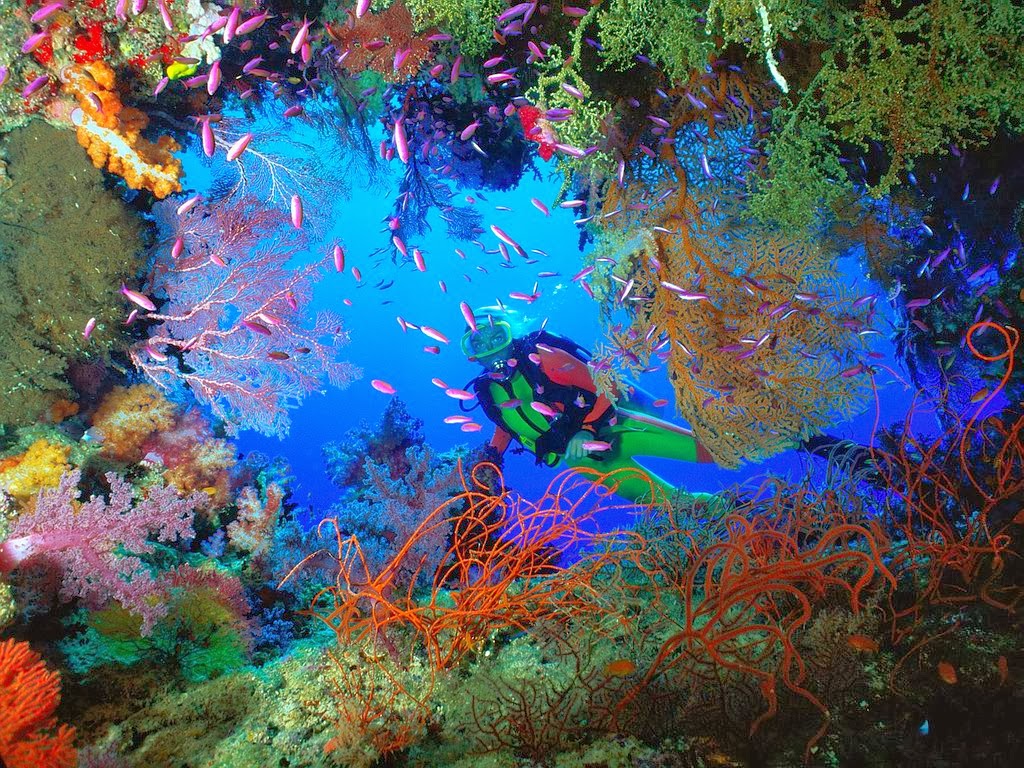 Top Most Beautiful Diving Locations In Indonesia
