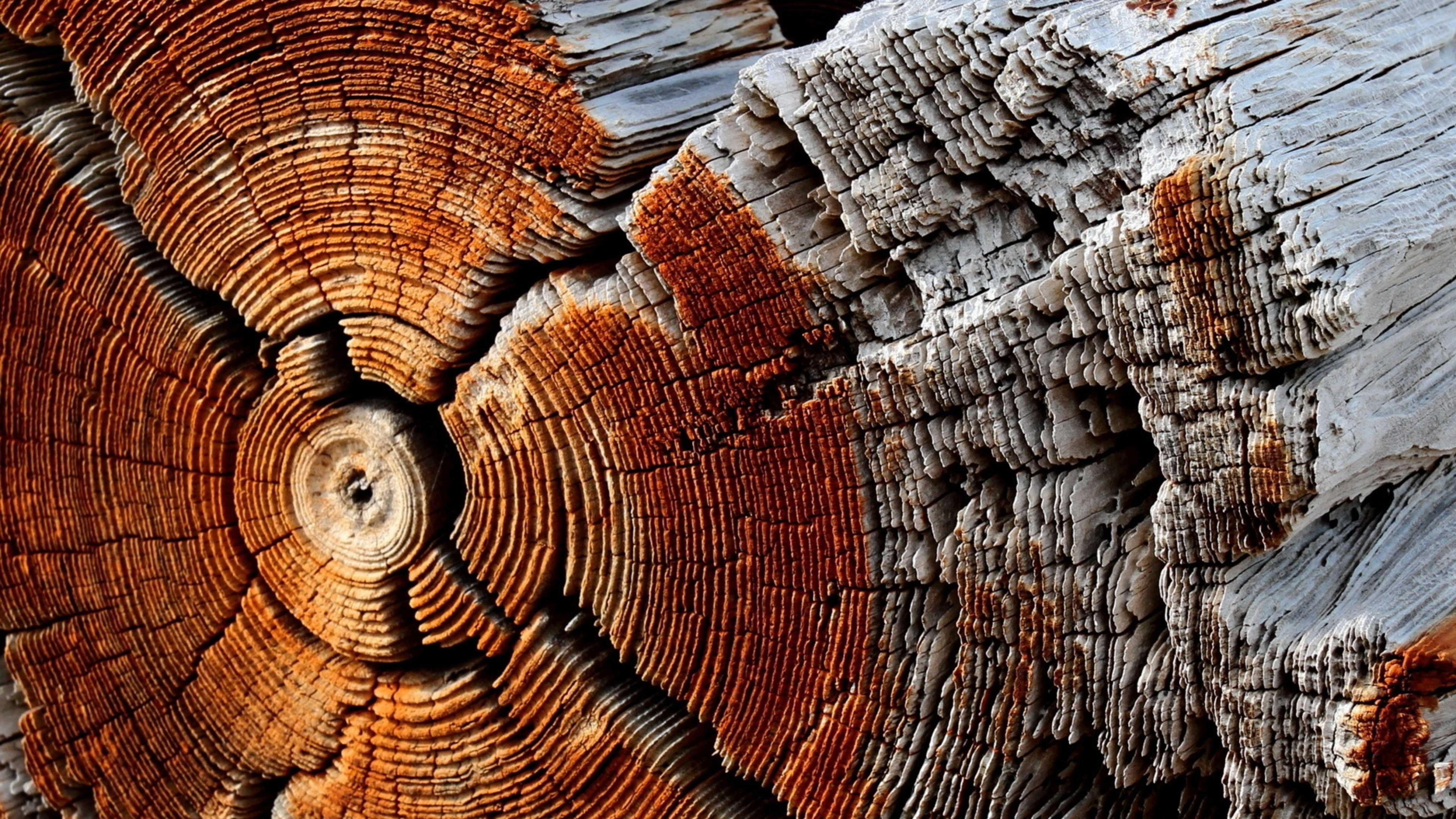 Wallpaper Dry Wood Texture HD