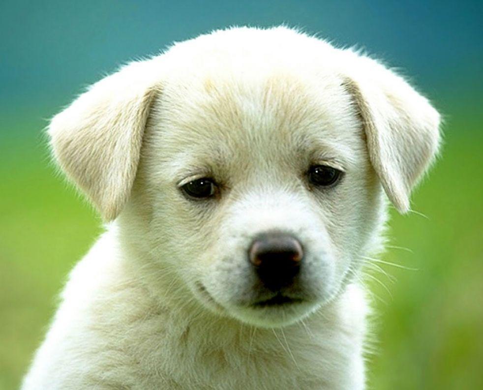 Very Cute Puppies Wallpaper Pictures