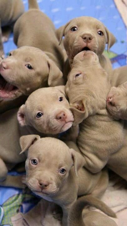Baby Pitbulls Puppies And