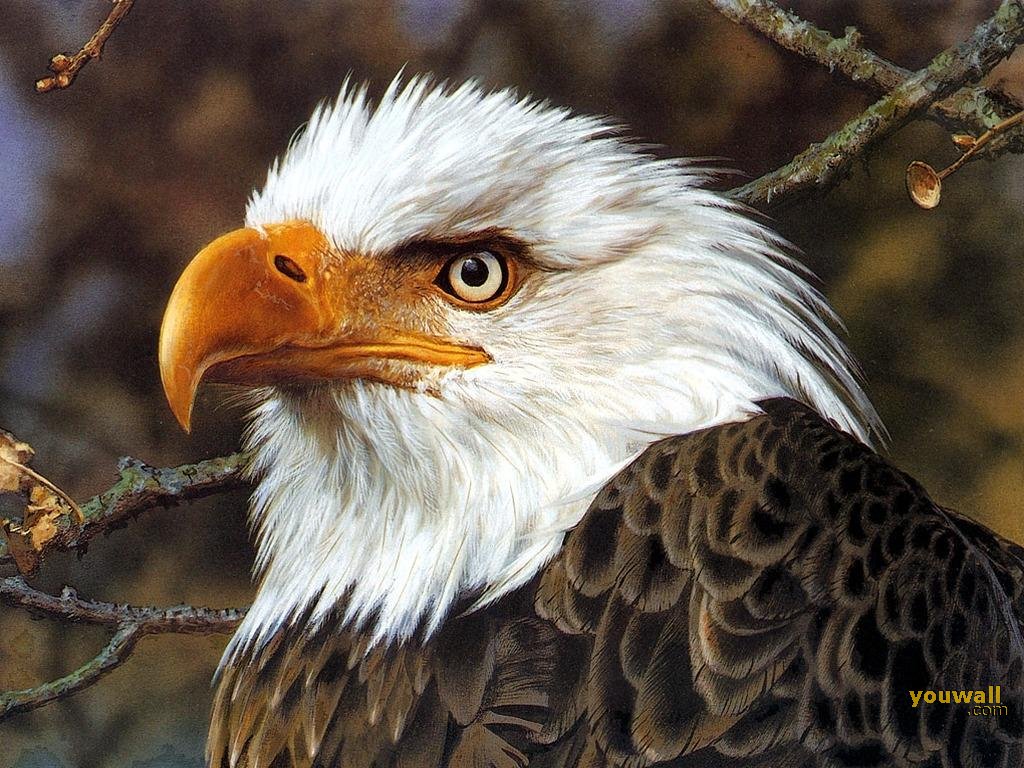 Eagle Wallpaper Photo Desktop
