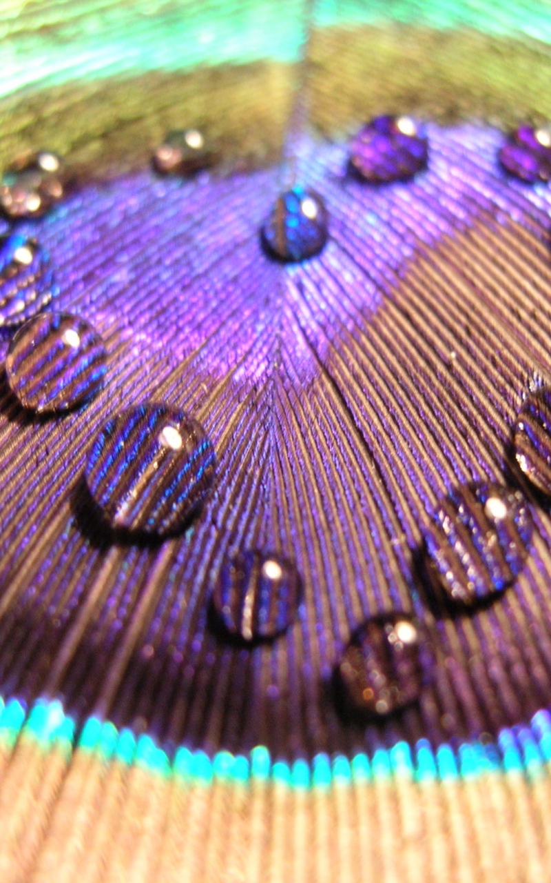Wallpaper Feather Surface Peacock Colorful Drops