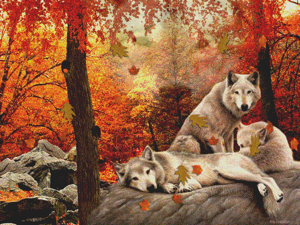 Wolf Screensaver Wallpaper Pre Id
