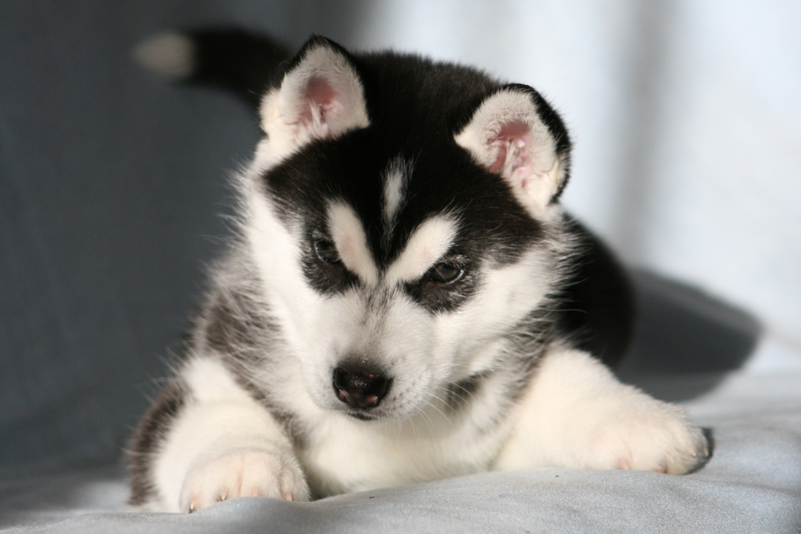 The Puppy Siberian Husky Wallpaper And Image Pictures