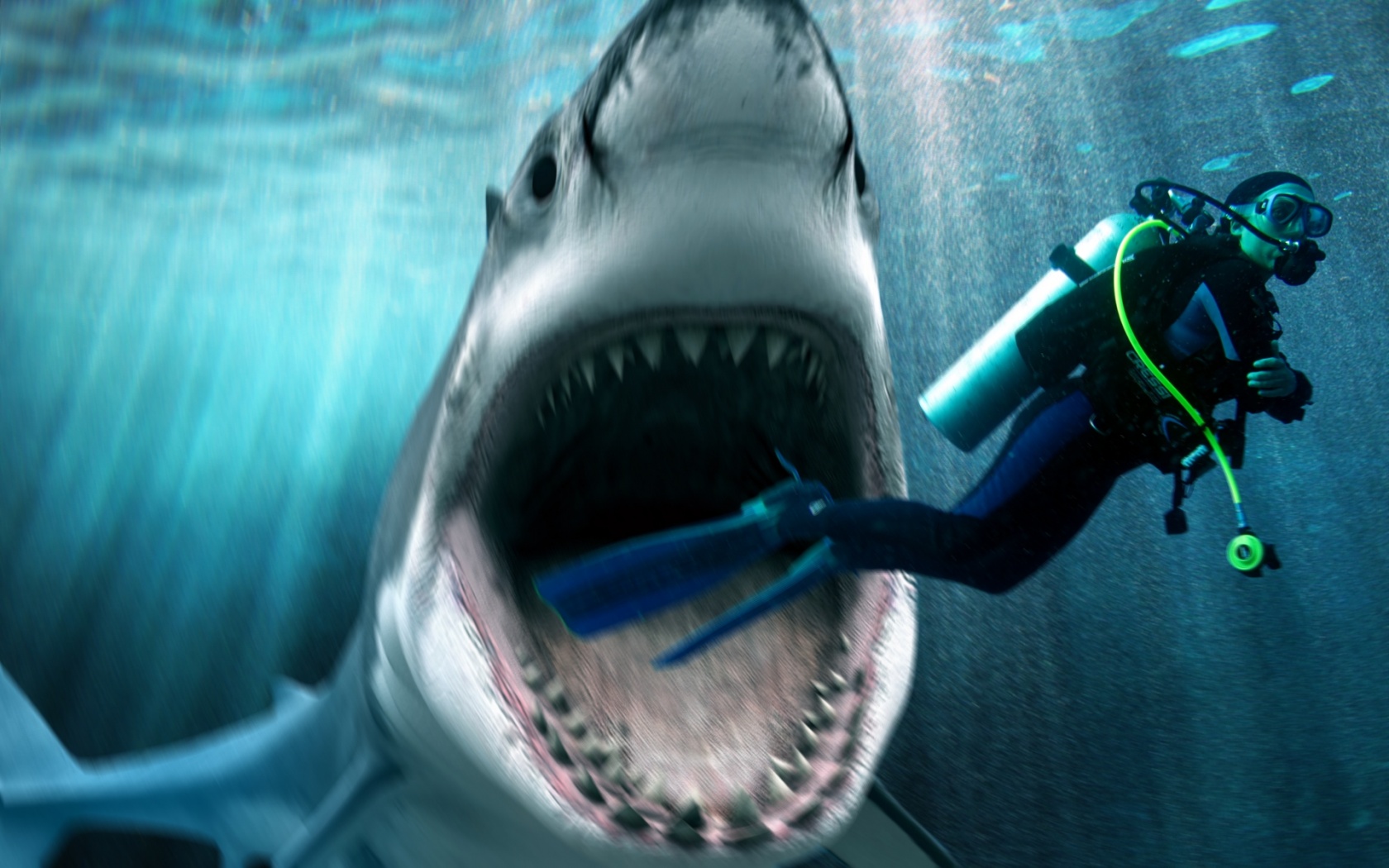 Desktop Wallpaper Shark Attack Widescreen
