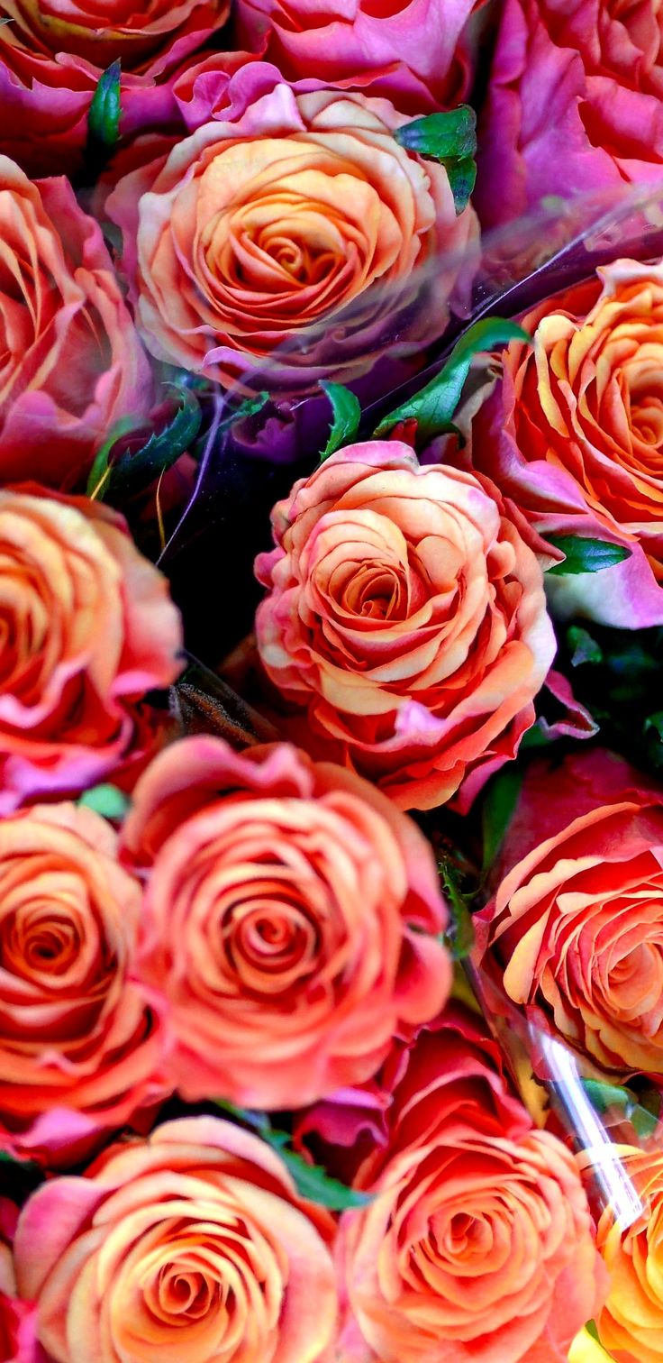 Nicolemaree77 On Roses Wallpaper