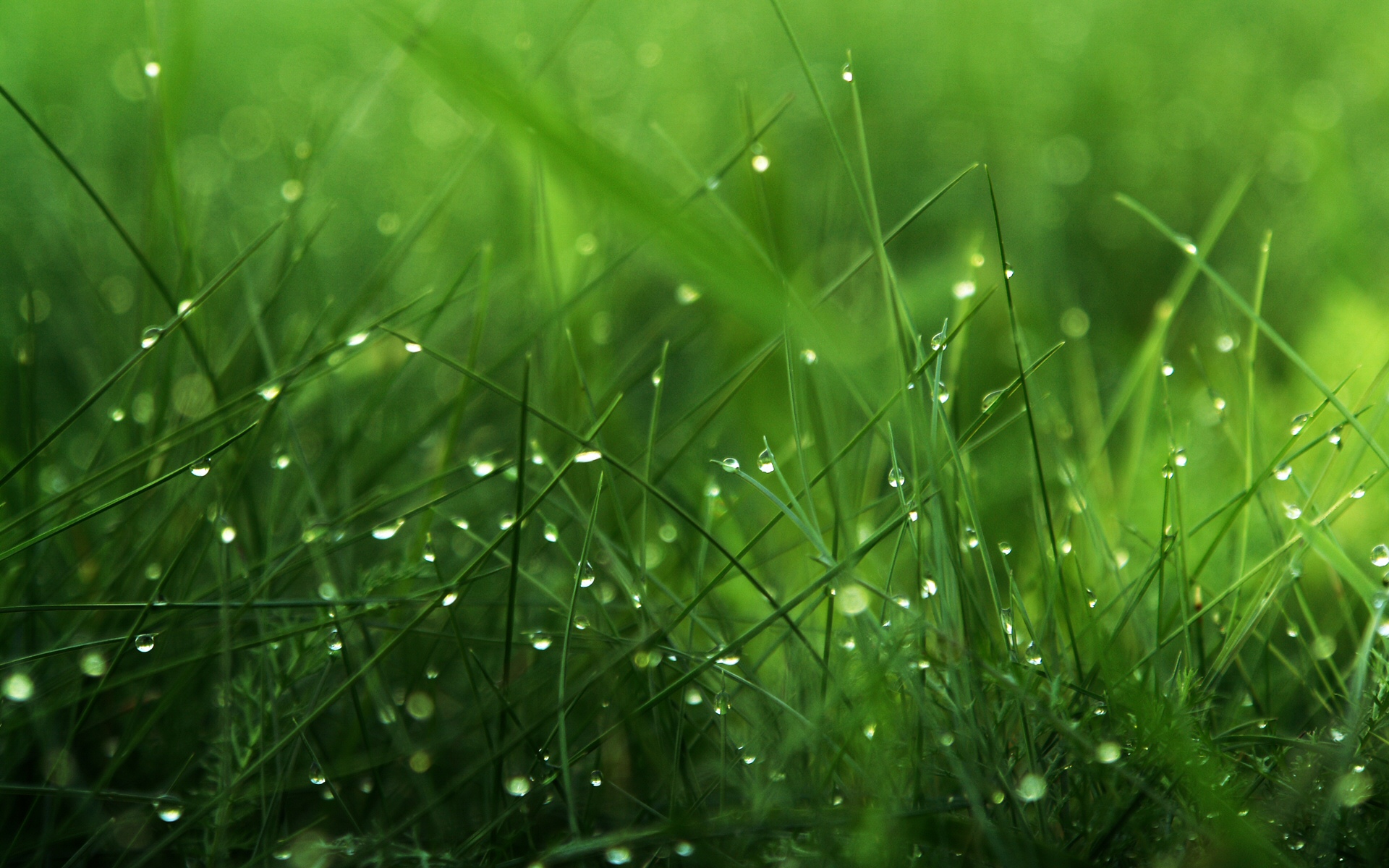 Dew On Grass Blades HD Wallpaper Theme Bin Customization
