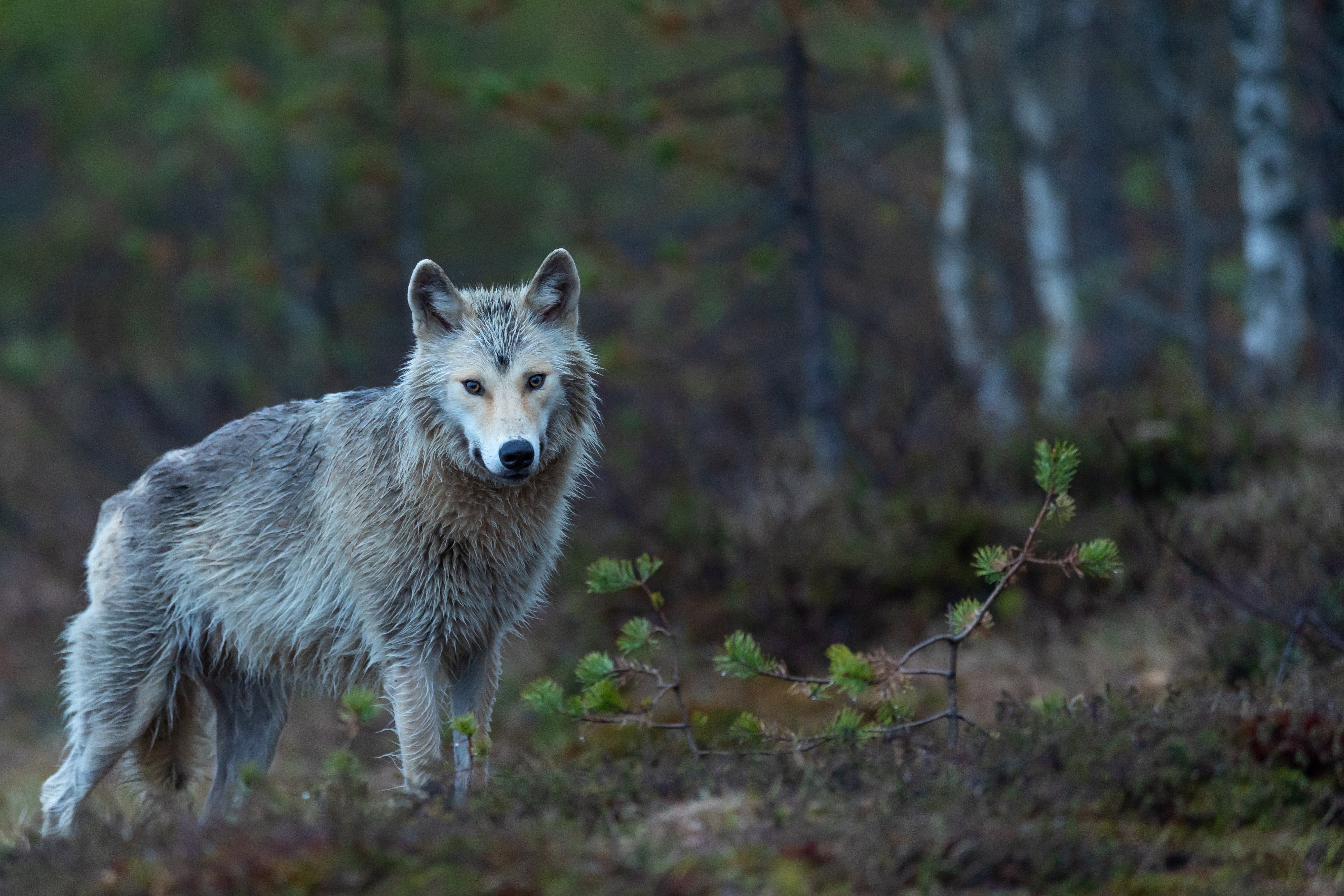 Canine Animal Coyote HD Wallpaper