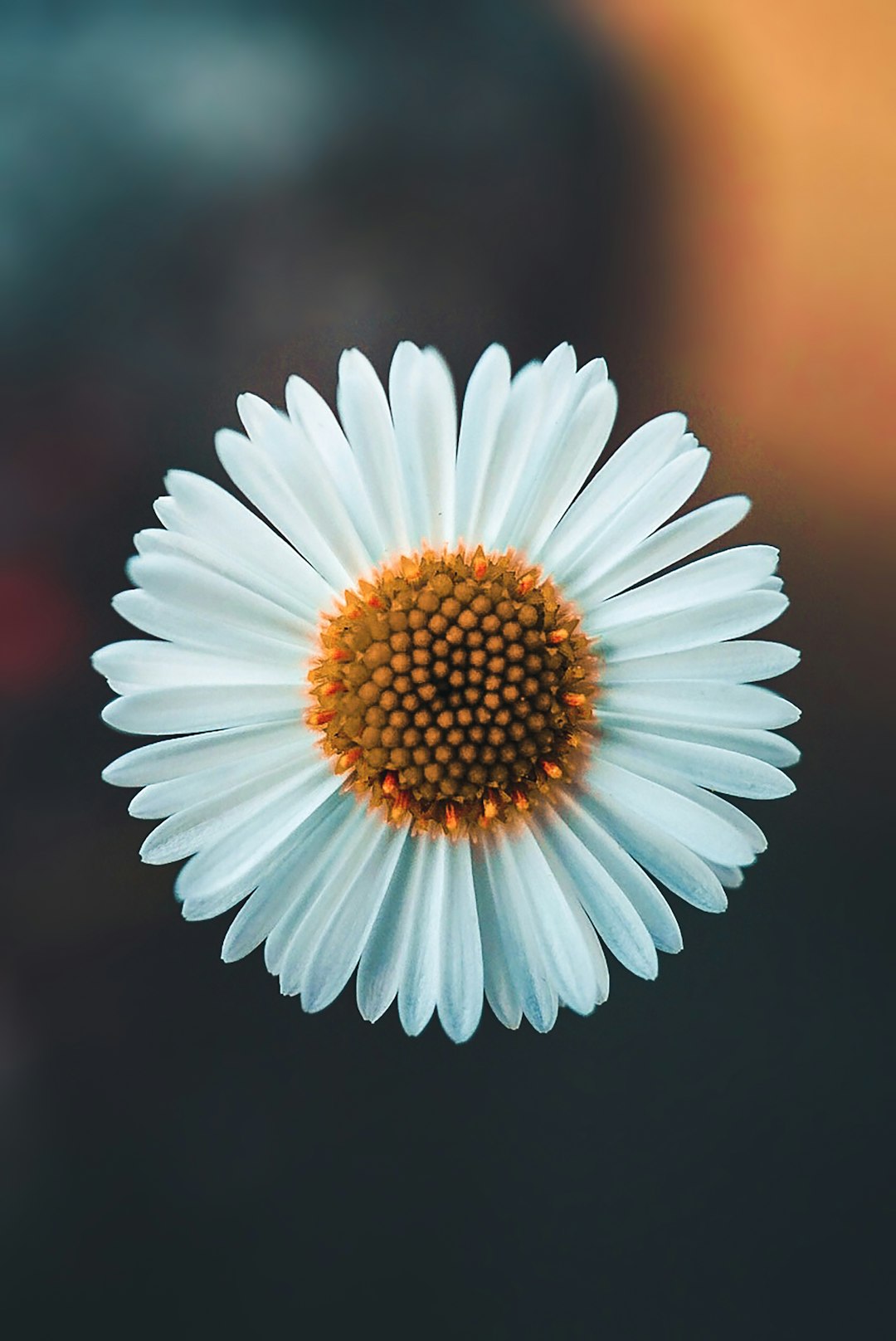 Floral Phone Wallpaper