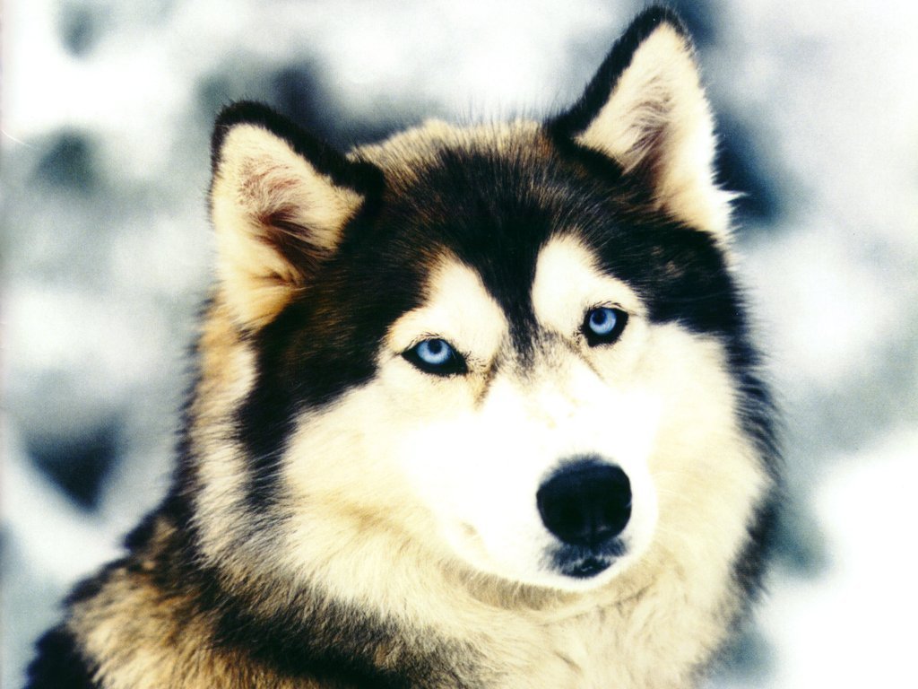 Photo Alaskan Husky Wallpaper Postcard Pics Animal Pictures