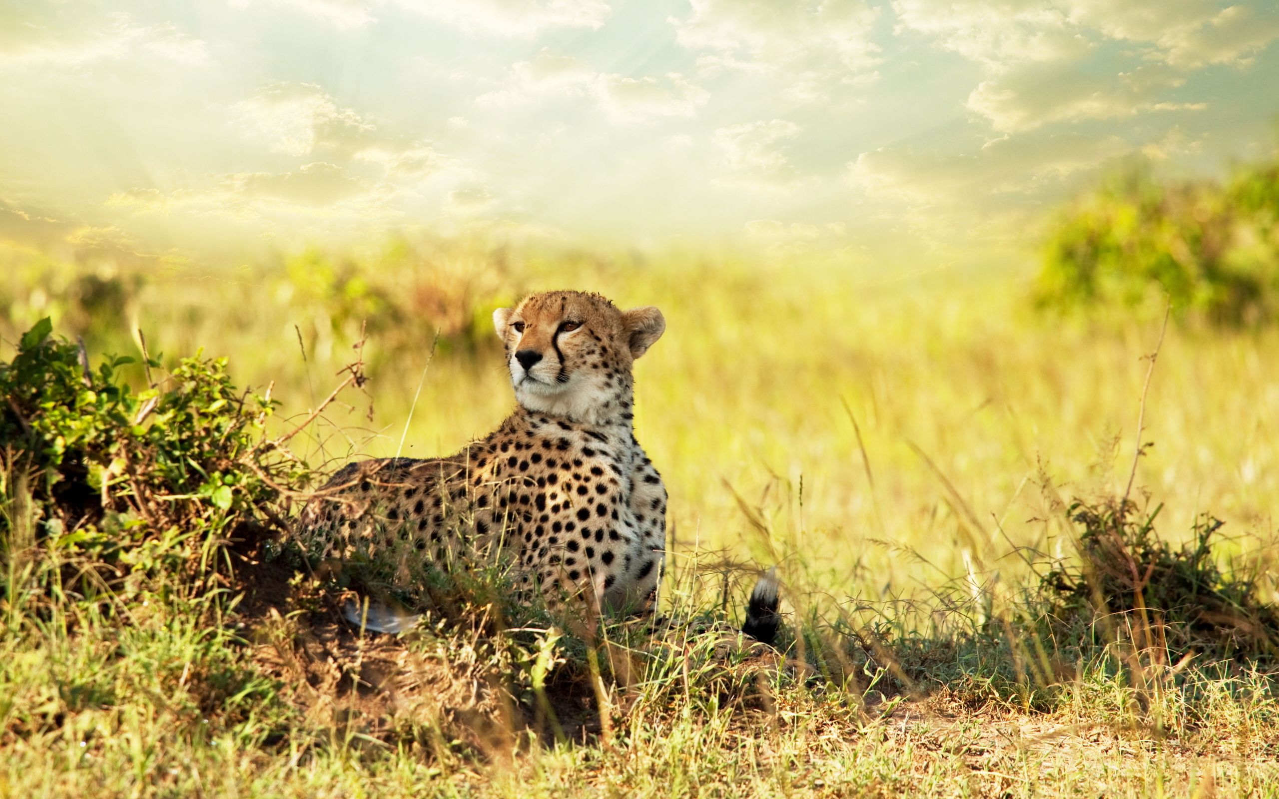 Cheetah Savanna Africa Wallpaper HD
