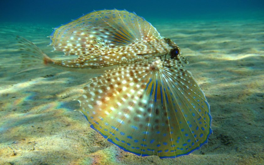 Flying Gurnard Or Helmet Is A Fish Of Wallpaper
