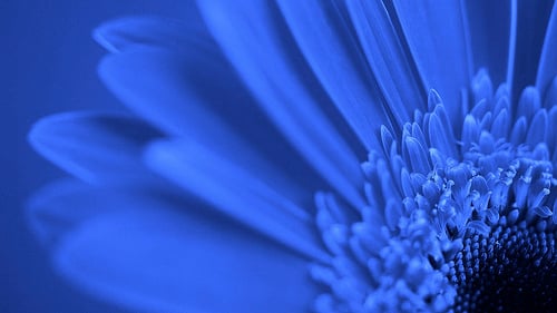 ICE BLUE GERBER DAISY DIGITAL REALISM WALLPAPER BACKGROUNDS FLOWERS 500x281