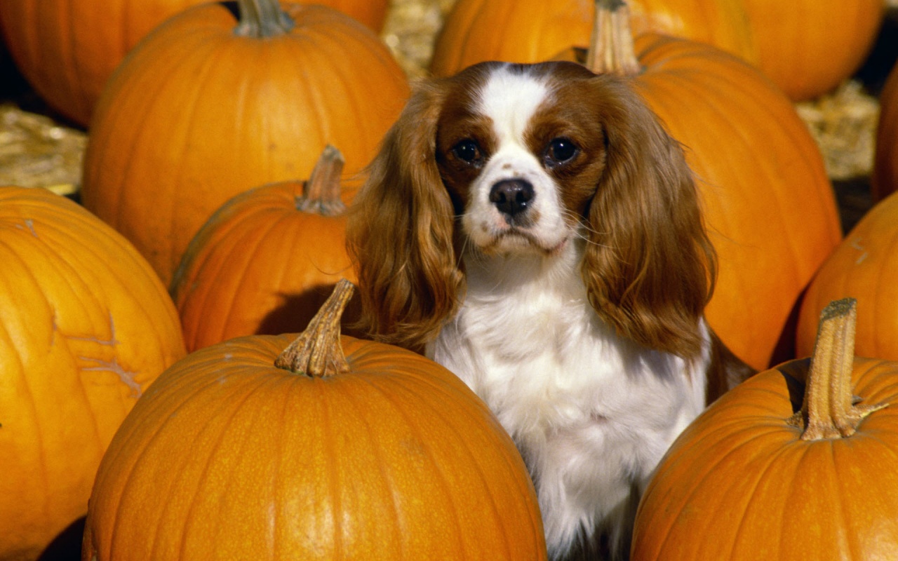 Cavalier King Charles Spaniel Wallpaper HD