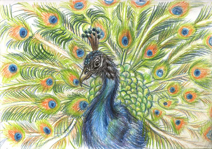 Peacock Drawing Sketch By