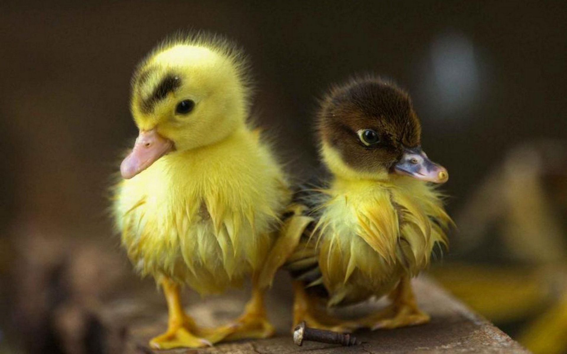 Baby Ducks Wallpaper