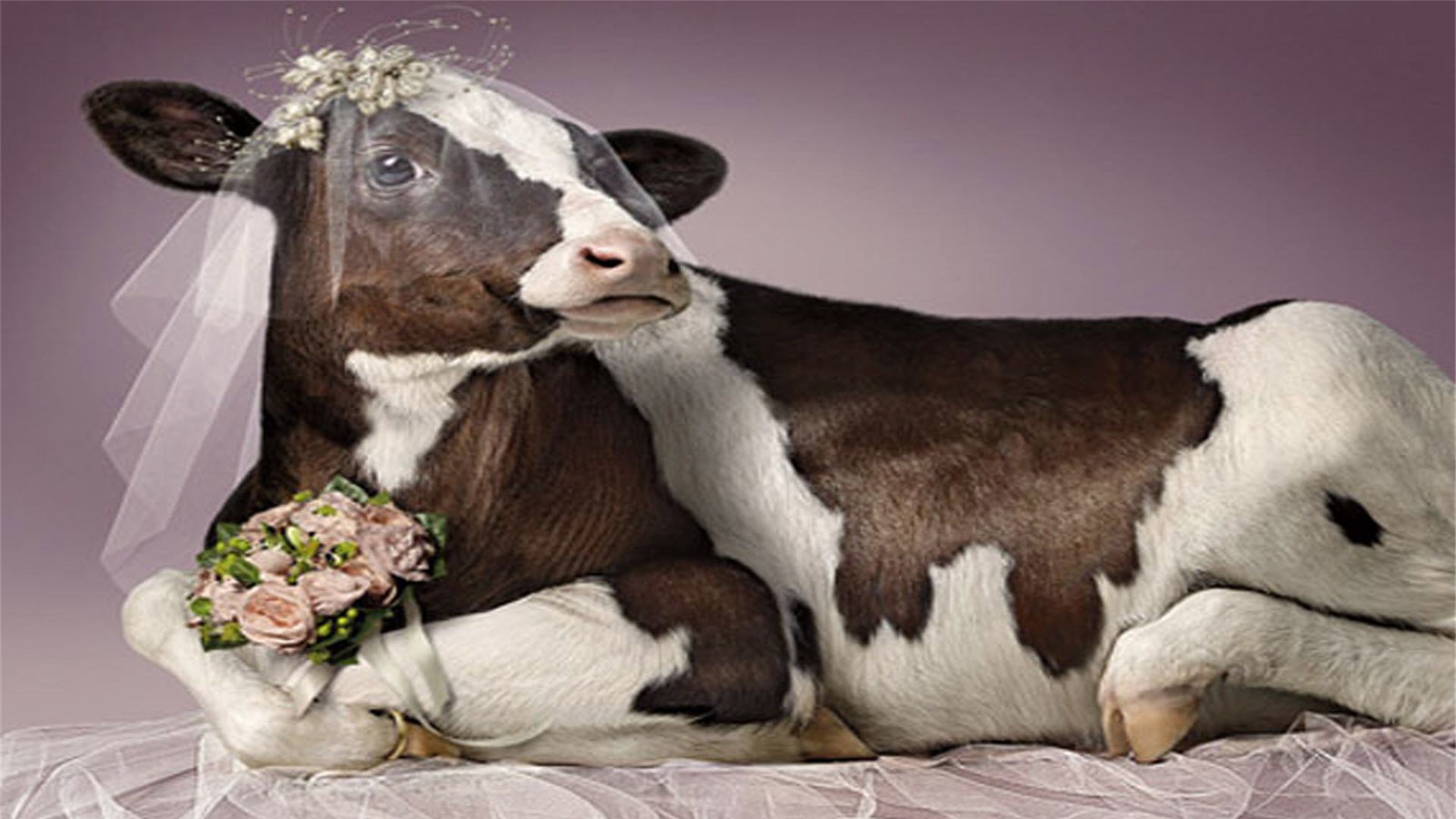 Funny Cow Wallpaper - WallpaperSafari