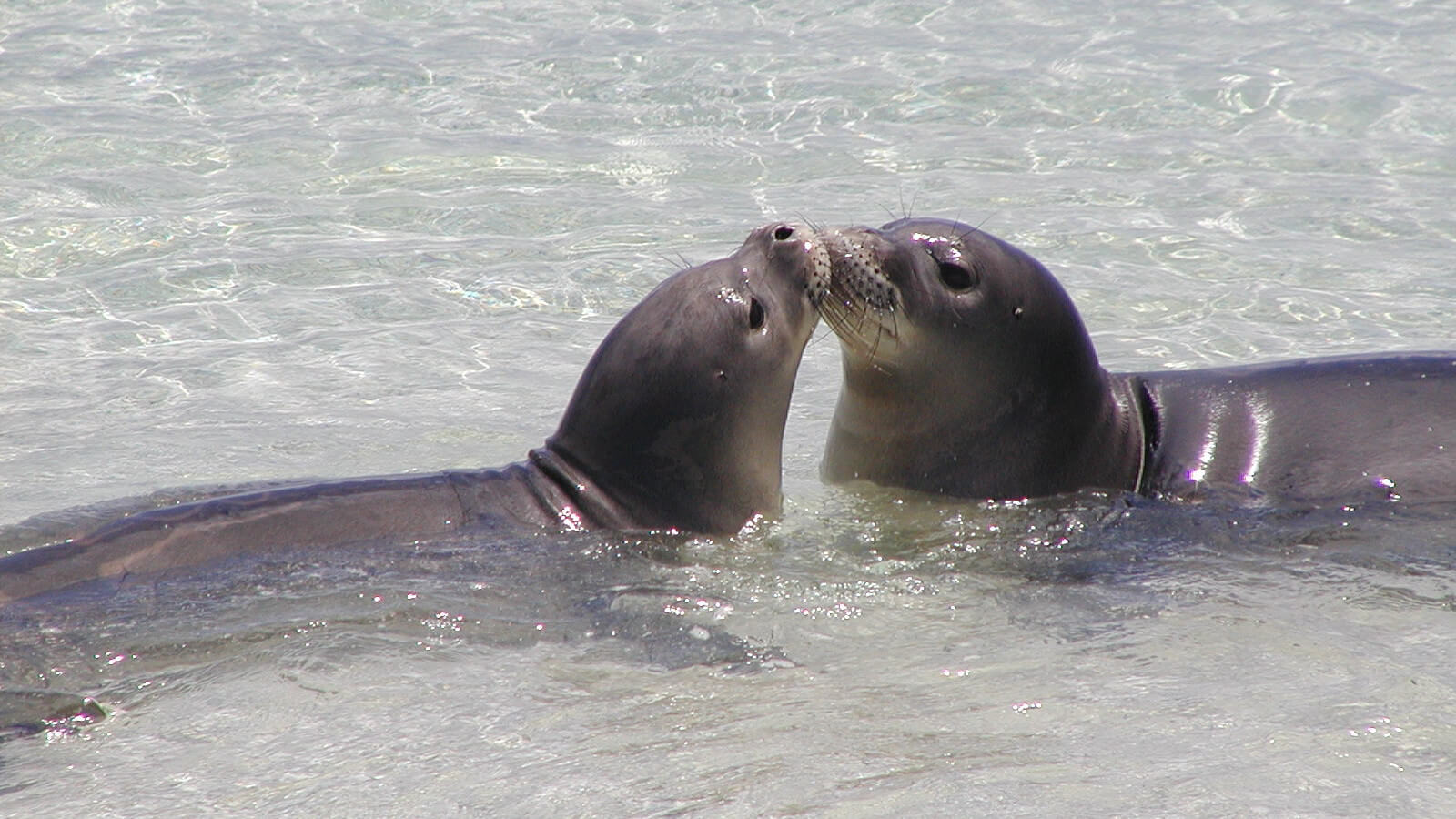 Hawaiian Monk Seal Wallpaper