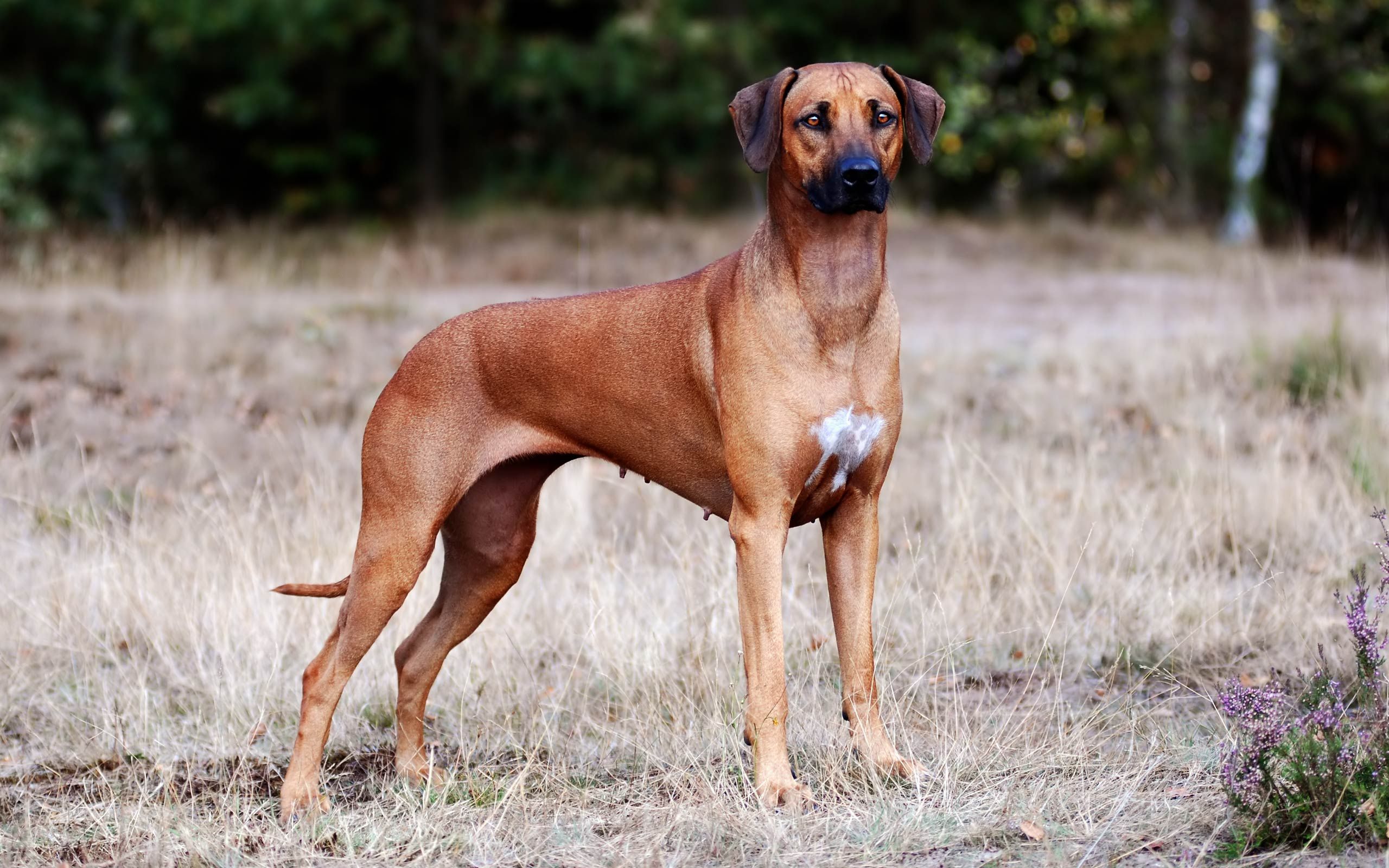 Rhodesian Ridgeback Dogs D Is For Dog Hound