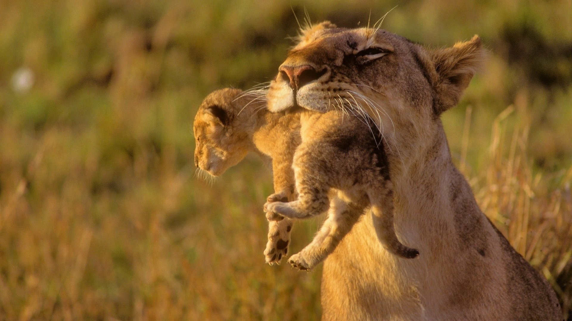 Animals Cubs Africa Lions Baby Wallpaper HD